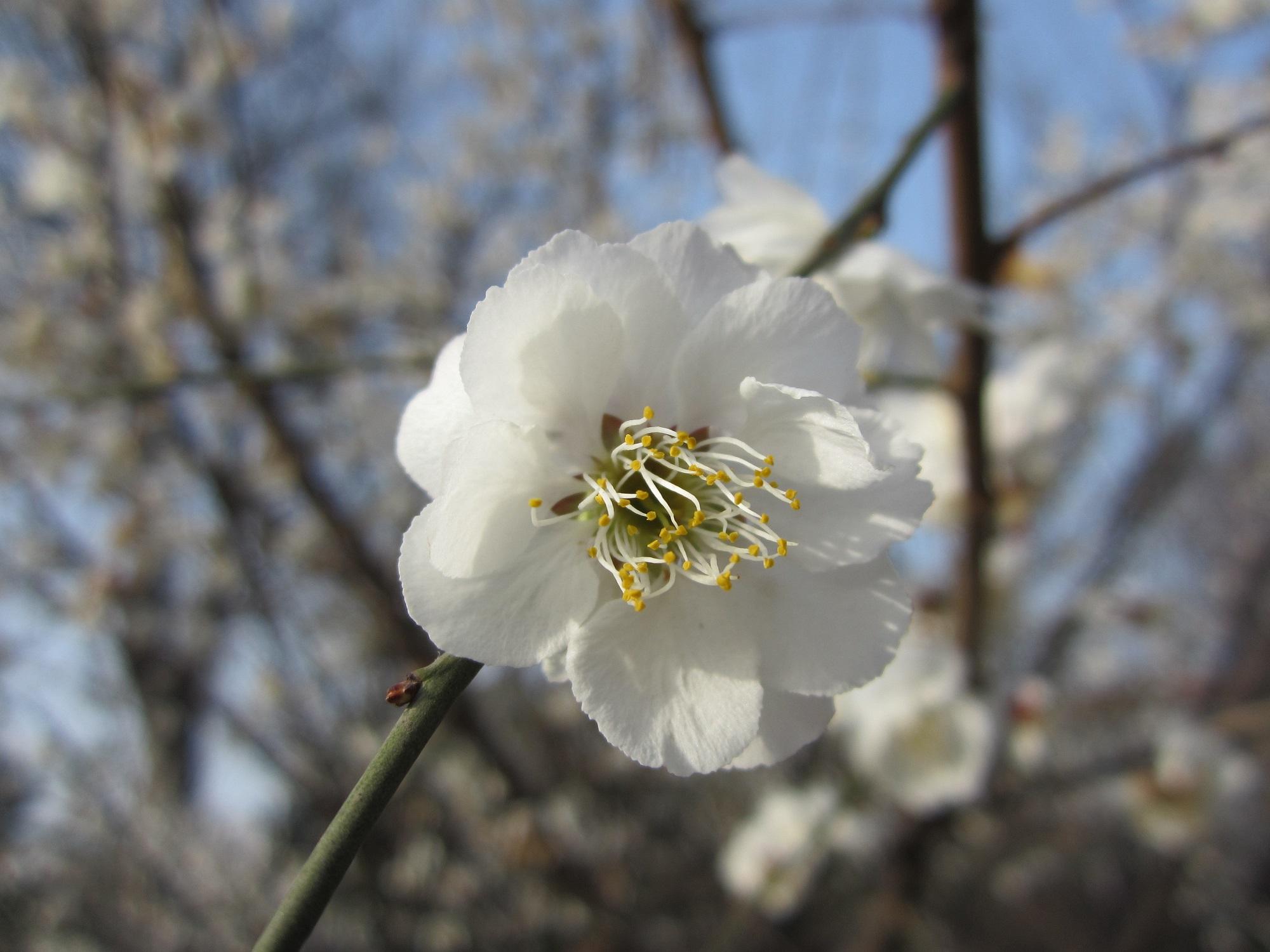 梅花