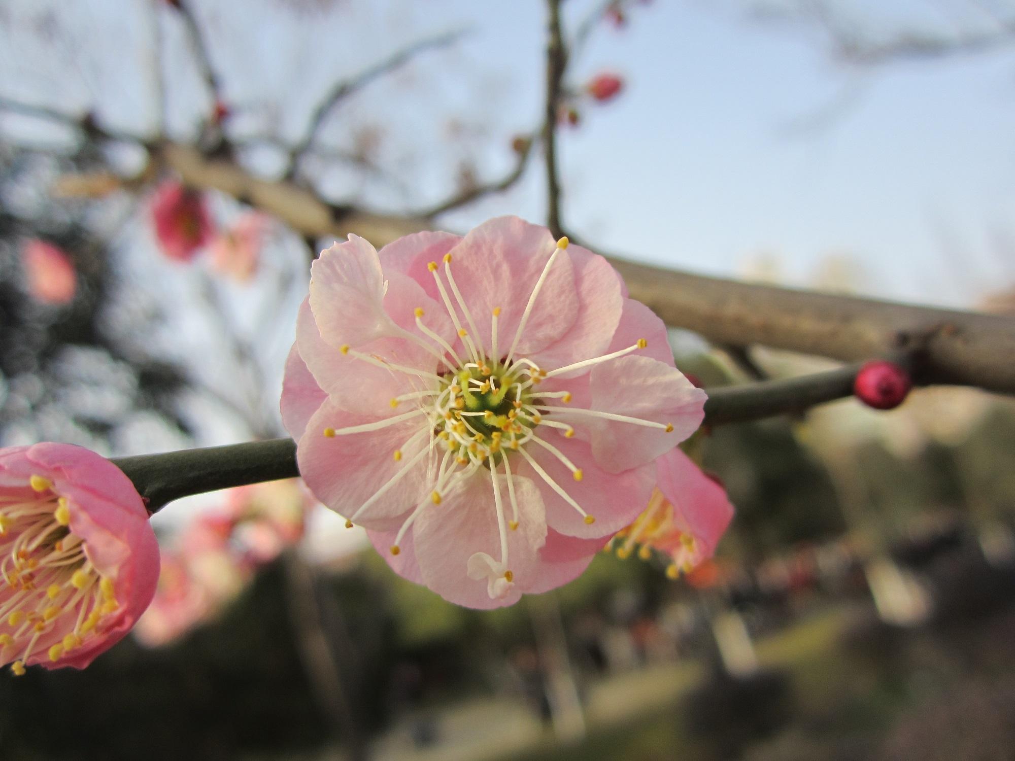 梅花