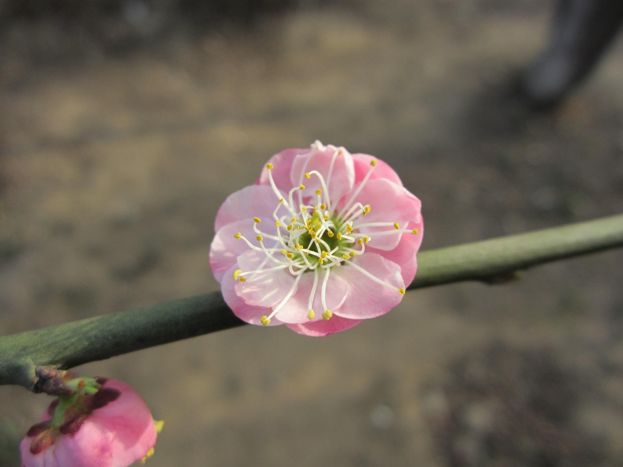 梅花